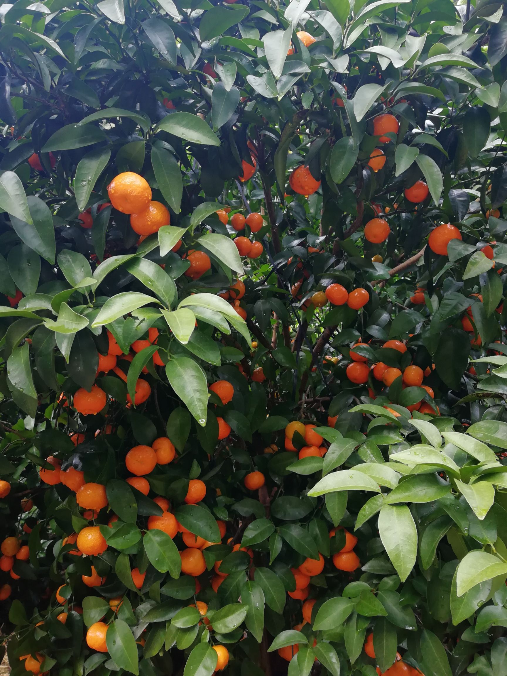 沙糖桔 3.5 - 4cm 1两以下 