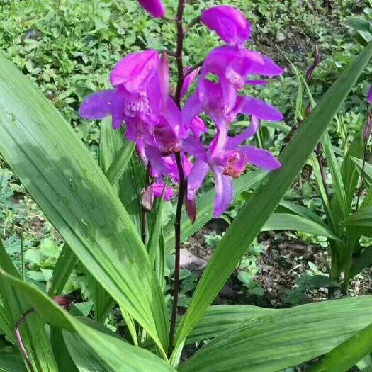 都江堰市紫花白芨苗 