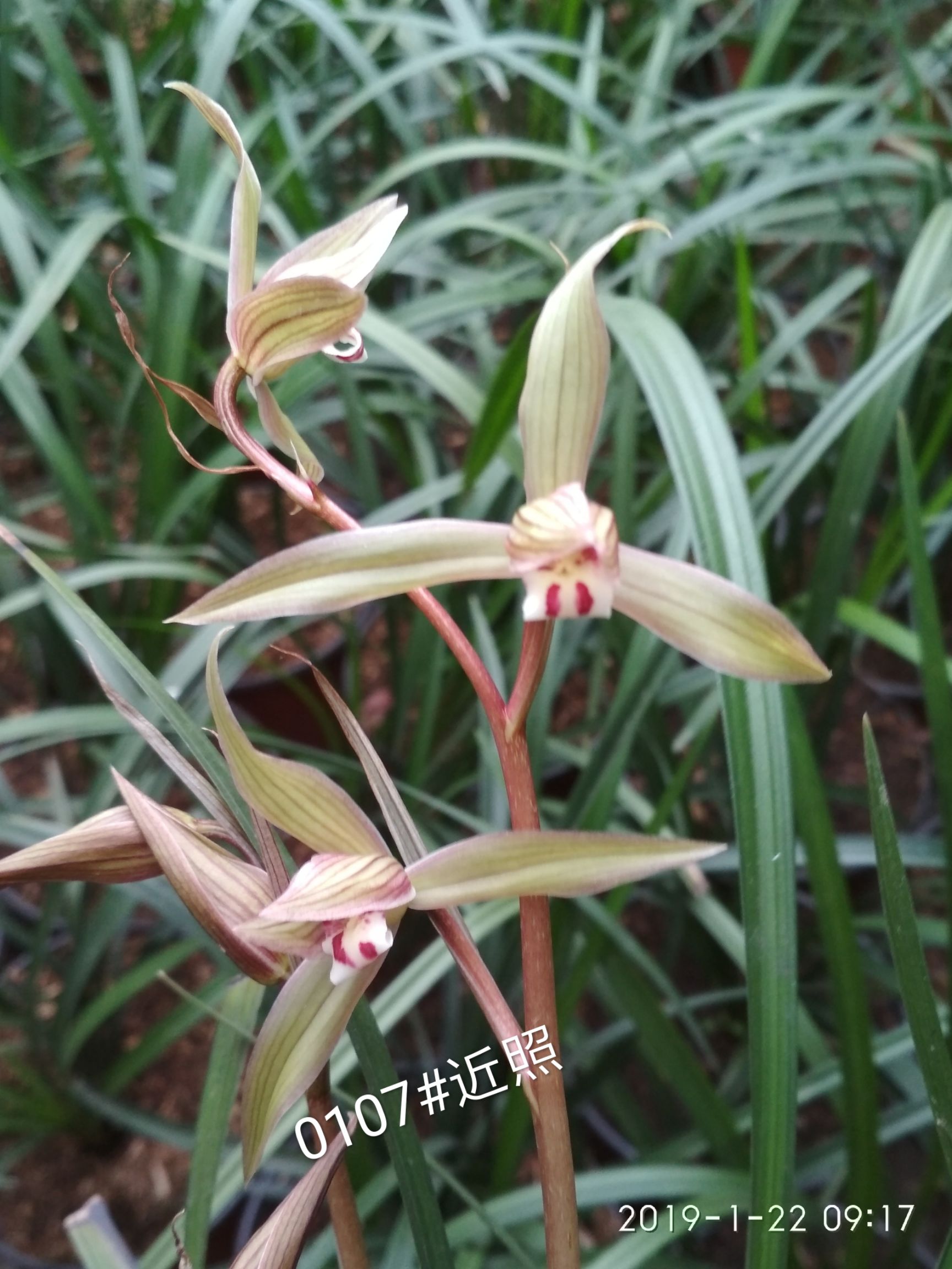 春剑兰花  川兰春剑漂亮盆景苗
