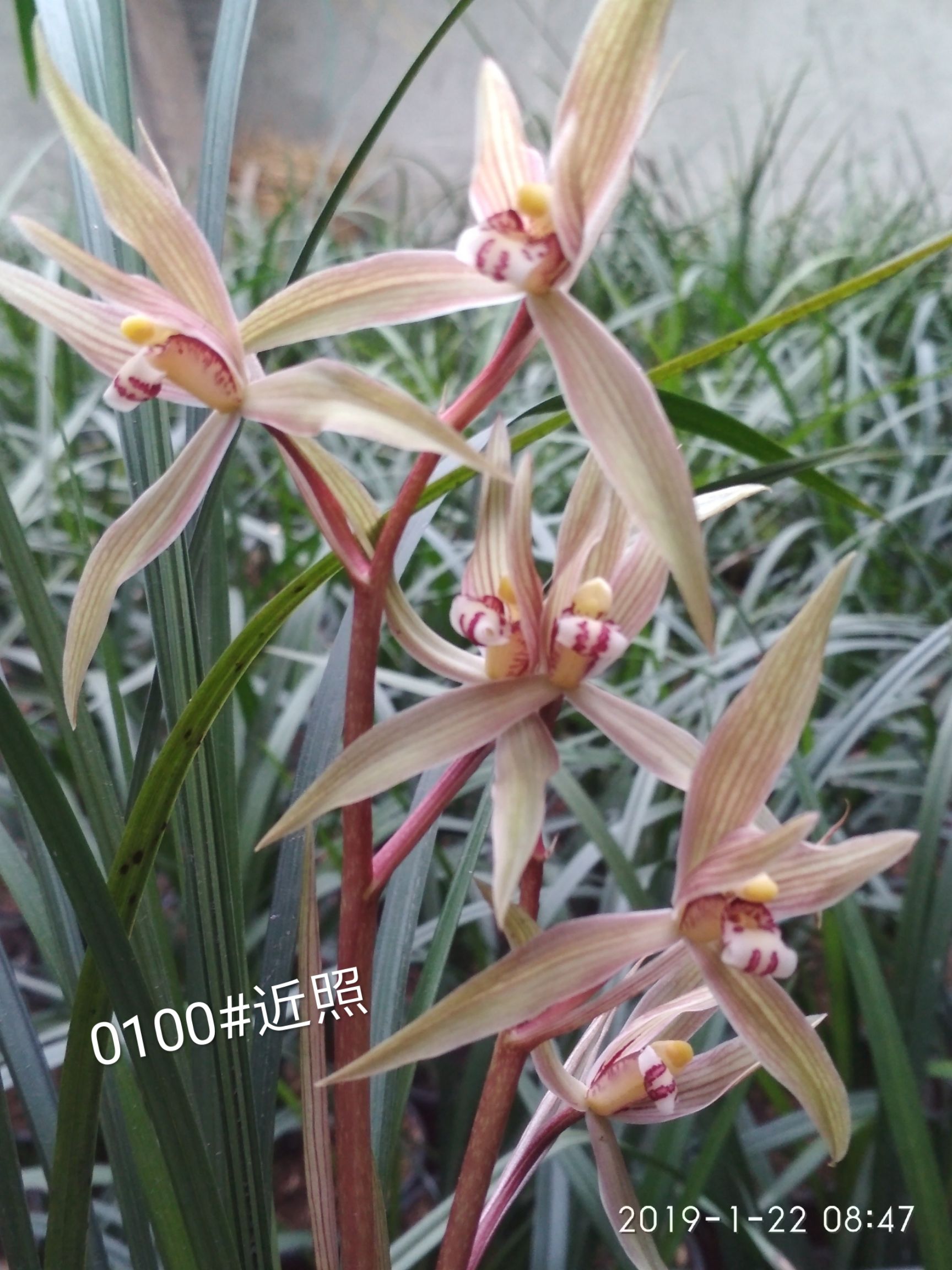 春剑兰花  川兰春剑漂亮盆景苗