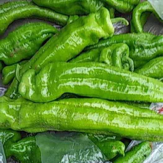 夏邑县301辣椒 15~20cm 中辣 靑色 
