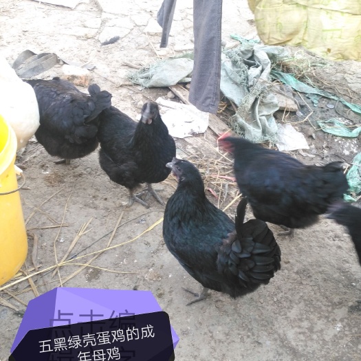 昆明五黑一绿鸡苗 