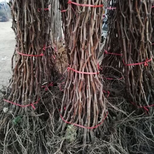 平邑县巨峰葡萄苗 