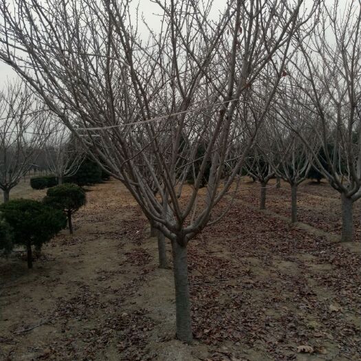 晚樱 12~14公分 普通树形工程苗