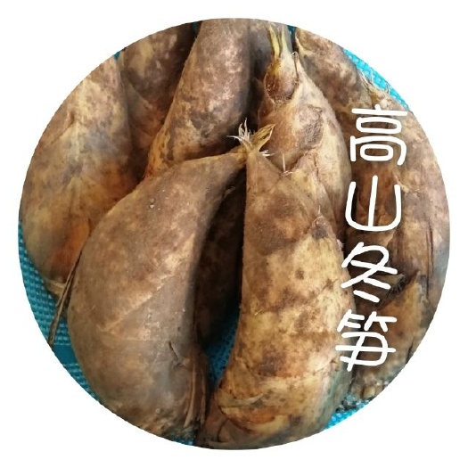 洞口县冬笋 鲜笋