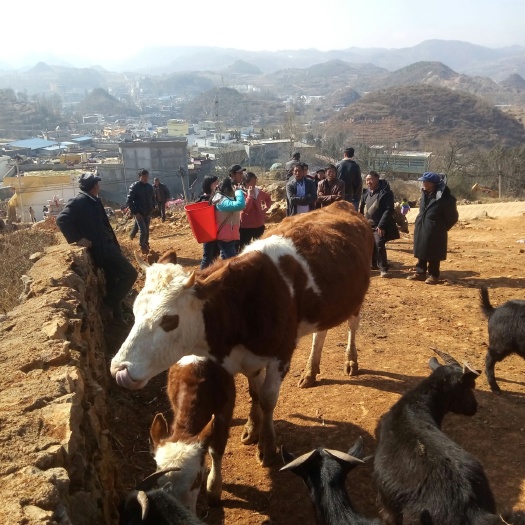 威宁县黑山羊 80-110斤 
