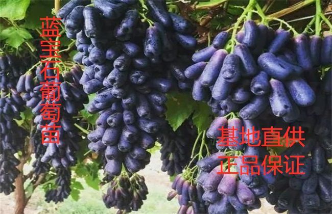 平邑县蓝宝石葡萄苗  葡萄中的王者，长期售后服务