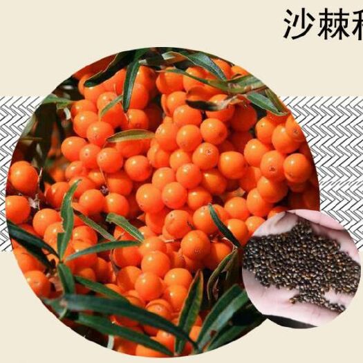 沭阳县沙棘种子 