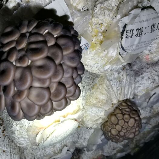 临邑县蘑菇 