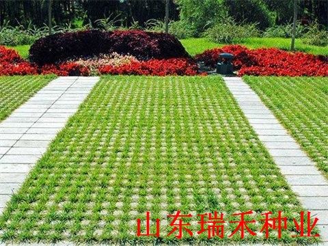 草坪种子  量大价格优惠正规公司