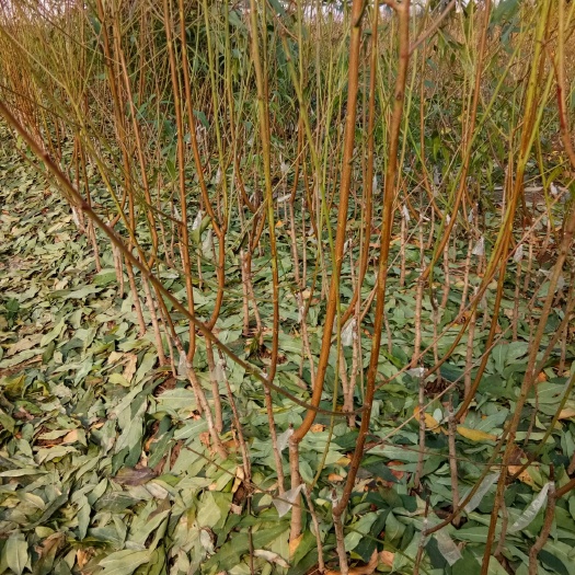 松滋市纽荷尔脐橙苗 嫁接苗 0.5~1米 
