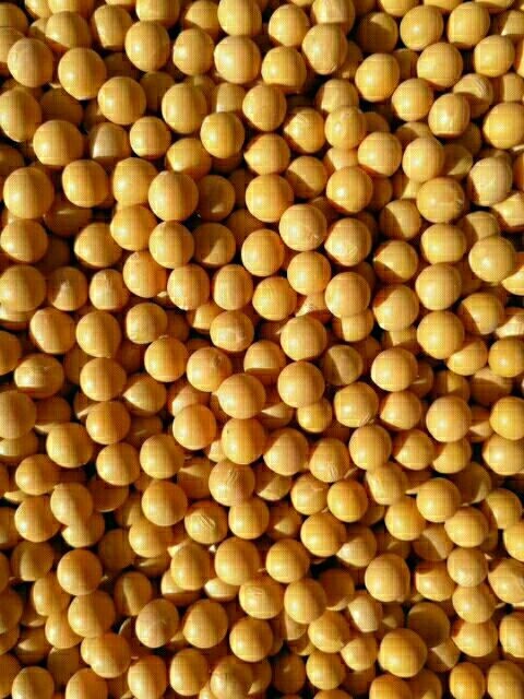 敦化市东升1号 生大豆 1等品 