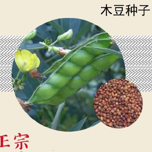沭阳县木豆叶 