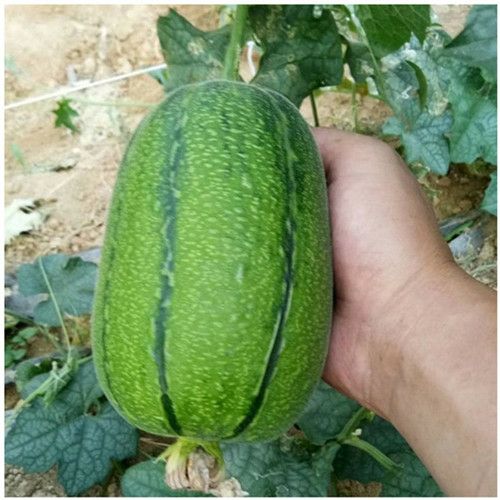 苹果丝瓜种子苹果肉丝瓜籽高产水丝瓜蔬菜种子春秋大田播菜种孑