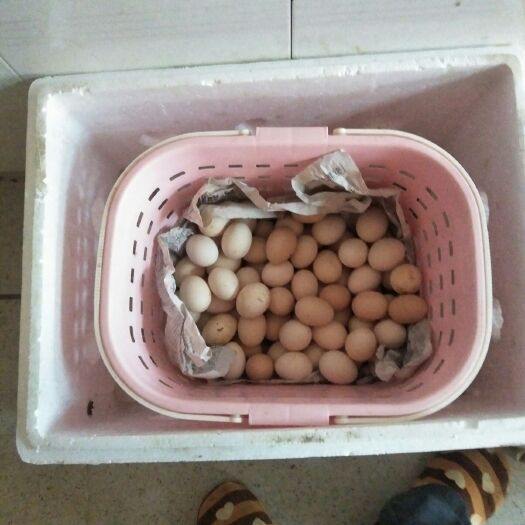 长汀县土鸡蛋 食用 箱装 