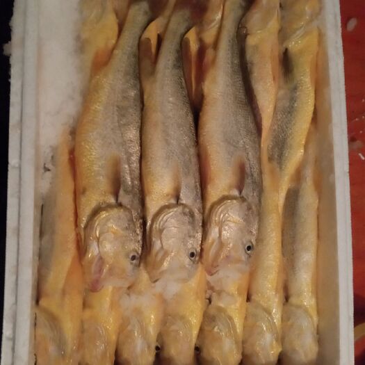 大黄鱼 人工养殖 1-1.5公斤 