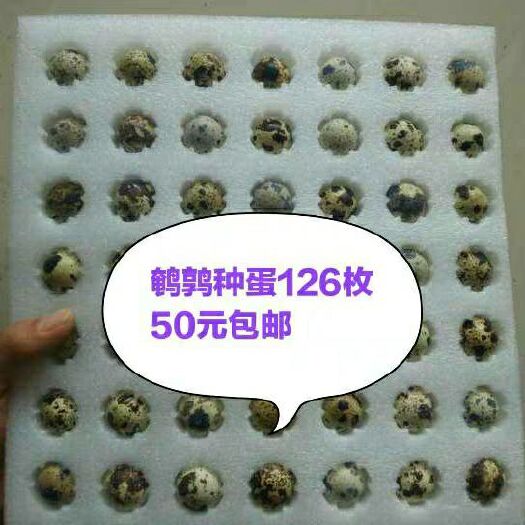 扶余市土鹌鹑蛋 鹌鹑种蛋
