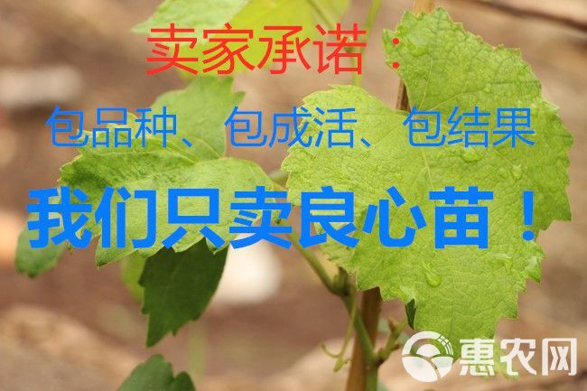 美人指葡萄苗  外观漂亮，口感独特。