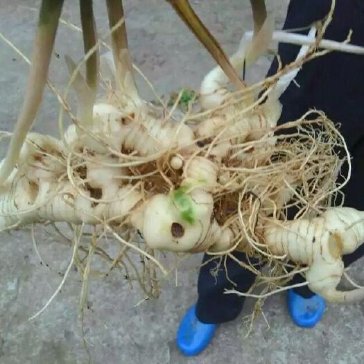 阆中市黄精种苗 川黄精  不倒苗甜黄精