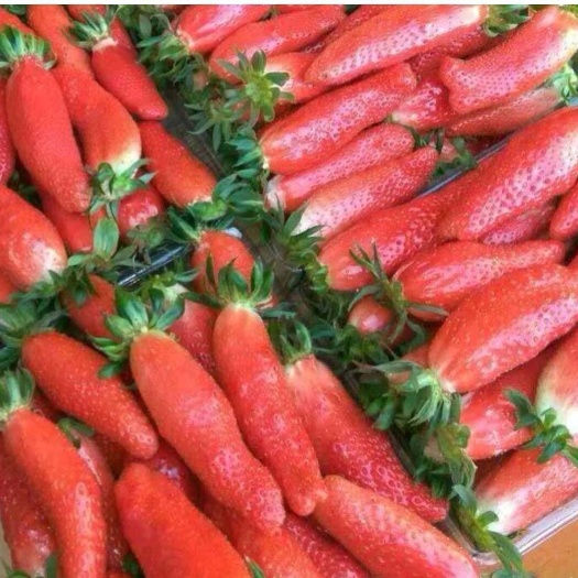 平邑县香蕉草莓苗 10~20公分 地栽苗 