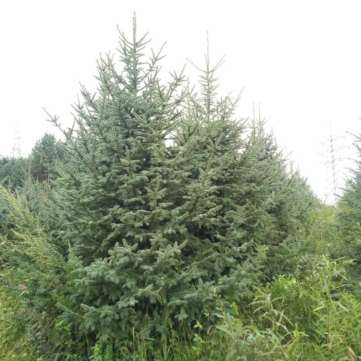 临江市 青白芊云杉