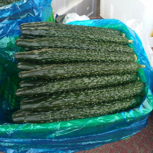 沂南县嫁接油亮青瓜 25~35cm 