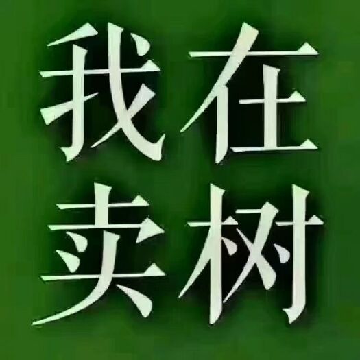 东台市普通栾树  栾树价格黄山栾树批发