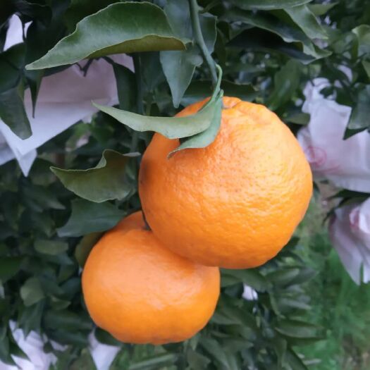 蒲江县耙耙柑 ＞8cm 3两以上 