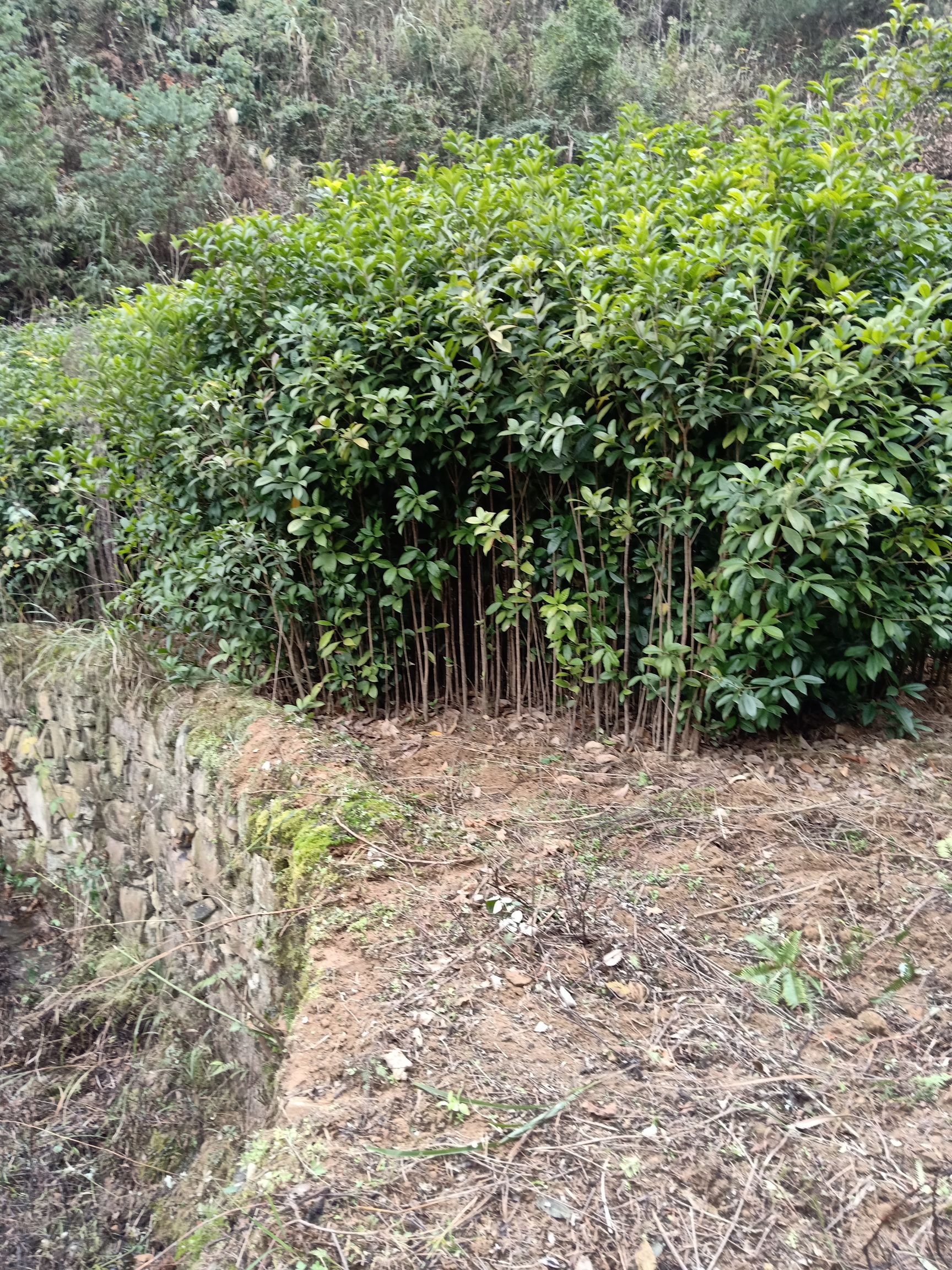 黄金桂花树