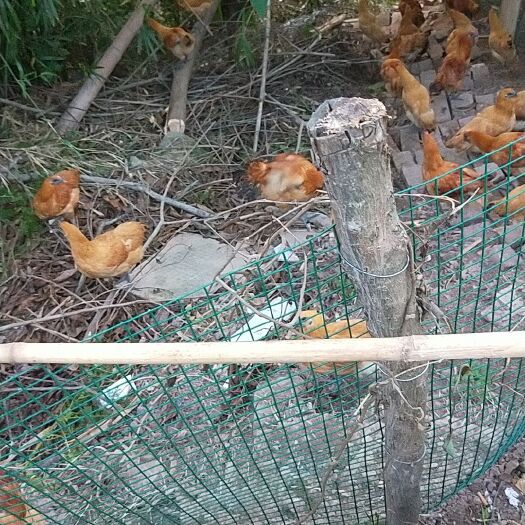 重庆市土鸡 3-4斤 统货 