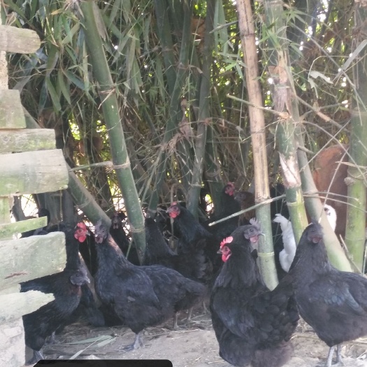 昆明五黑一绿鸡苗 