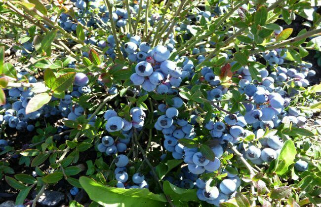 东海县薄雾蓝莓 12 - 14mm以上 鲜果 