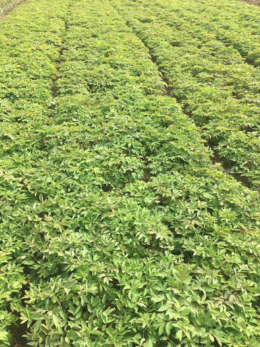牡丹苗  基地直供油用凤丹全国发货 提供技术