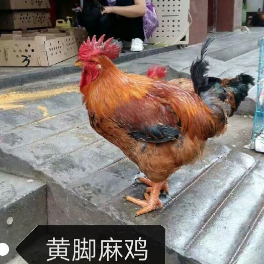 昆明黄脚嘛鸡苗  提供技术帮扶，