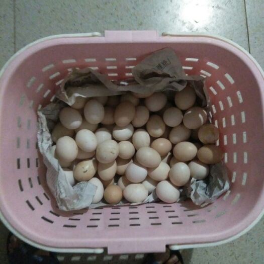 长汀县土鸡蛋 食用 箱装 