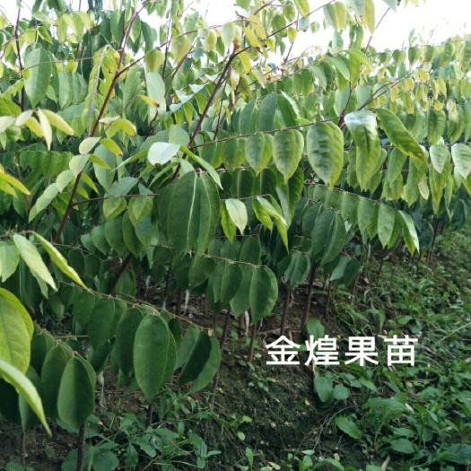 灵山县四季红杨桃苗 