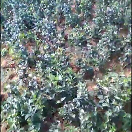 郁南县鲜巴戟 