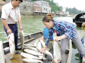 钦州淡水鲈鱼 人工养殖 1-1.5公斤 