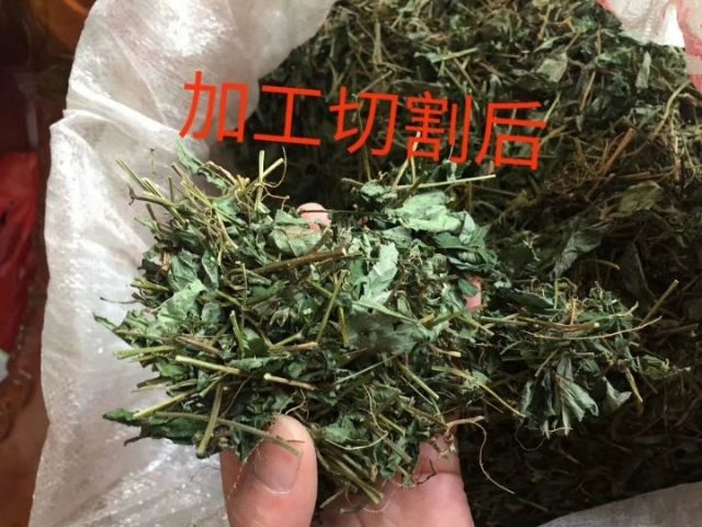 大瑶山甜绞股蓝初级农副产品散装绞股蓝