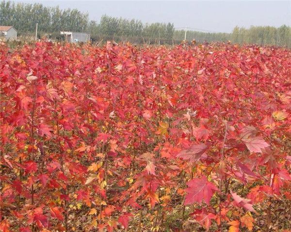 平邑县中国红枫 