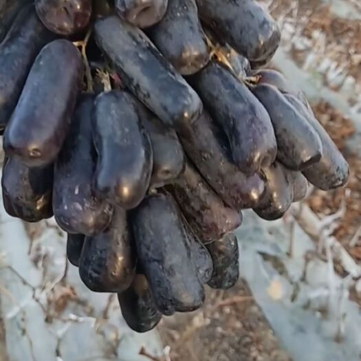 平邑县蓝宝石葡萄苗 
