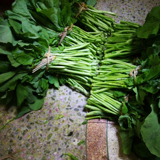 油菜苔 10cm以上 