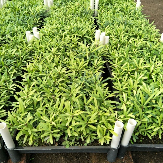 广州罗汉松盆景  罗汉松种苗园林绿化树种盆栽造型绿植花卉