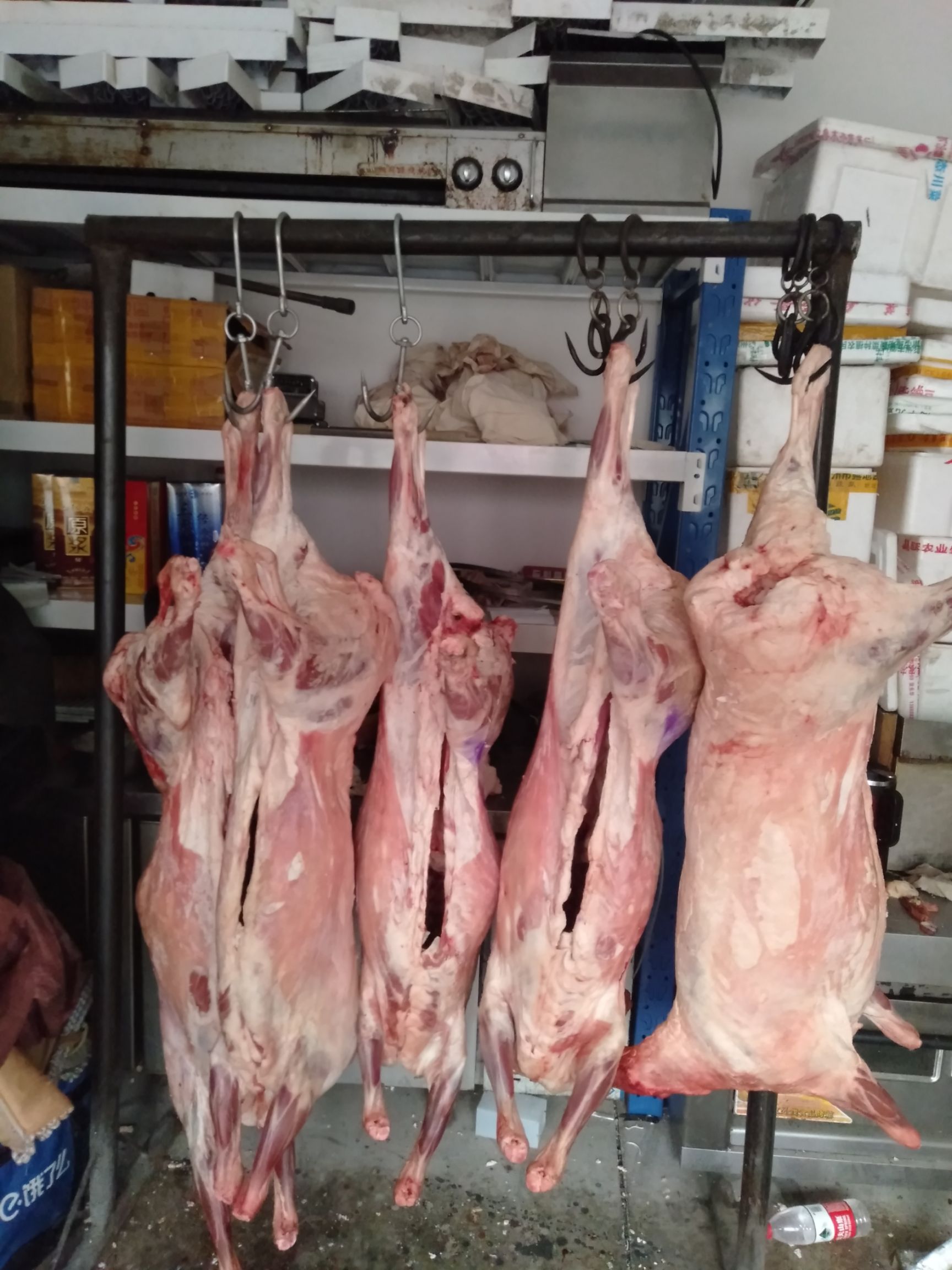 草原大尾羔羊 30斤以下 