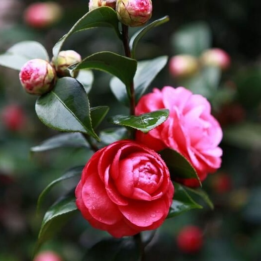 阳新县茶花苗 