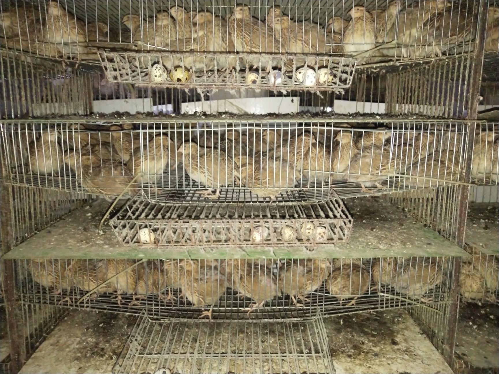 白羽鹌鹑蛋 食用 散装 