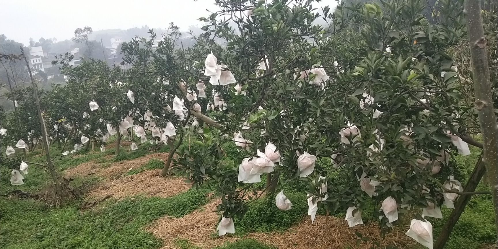 柑橘套袋 生态果园套袋---会呼吸的靓丽外衣！