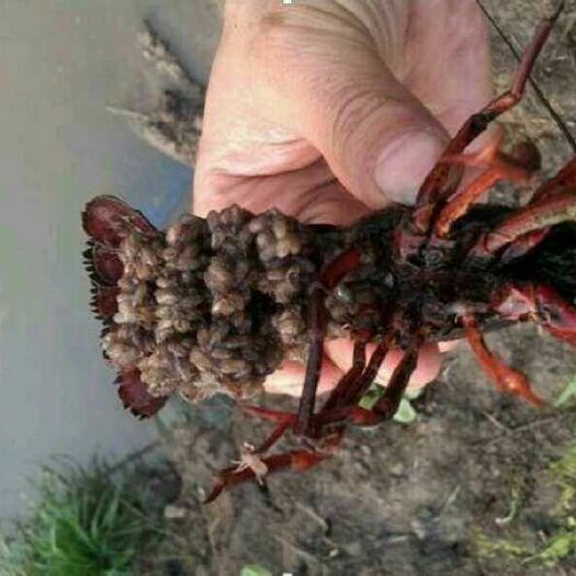 泗阳县清水小龙虾  4-6钱 塘虾 龙虾种虾苗