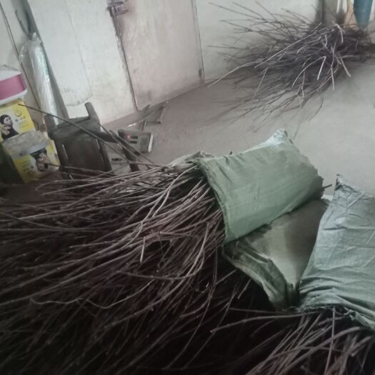 随县吴茱萸苗 当年生枝条