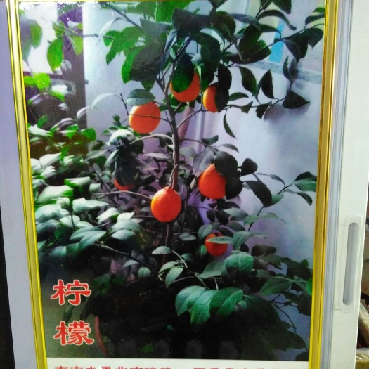 内黄县北京柠檬苗 